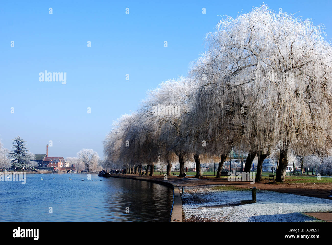 Trasformata per forte gradiente la brina su alberi di salice dal fiume Avon, Stratford-upon-Avon, Warwickshire, Inghilterra, Regno Unito Foto Stock