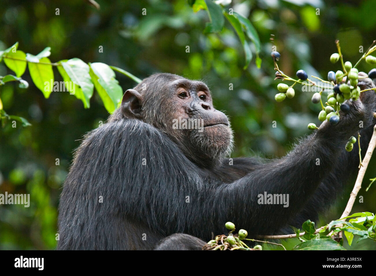 Uno scimpanzé (Pan troglodytes) al flusso di Gombe. Parco Nazionale, Tanzania Africa Foto Stock