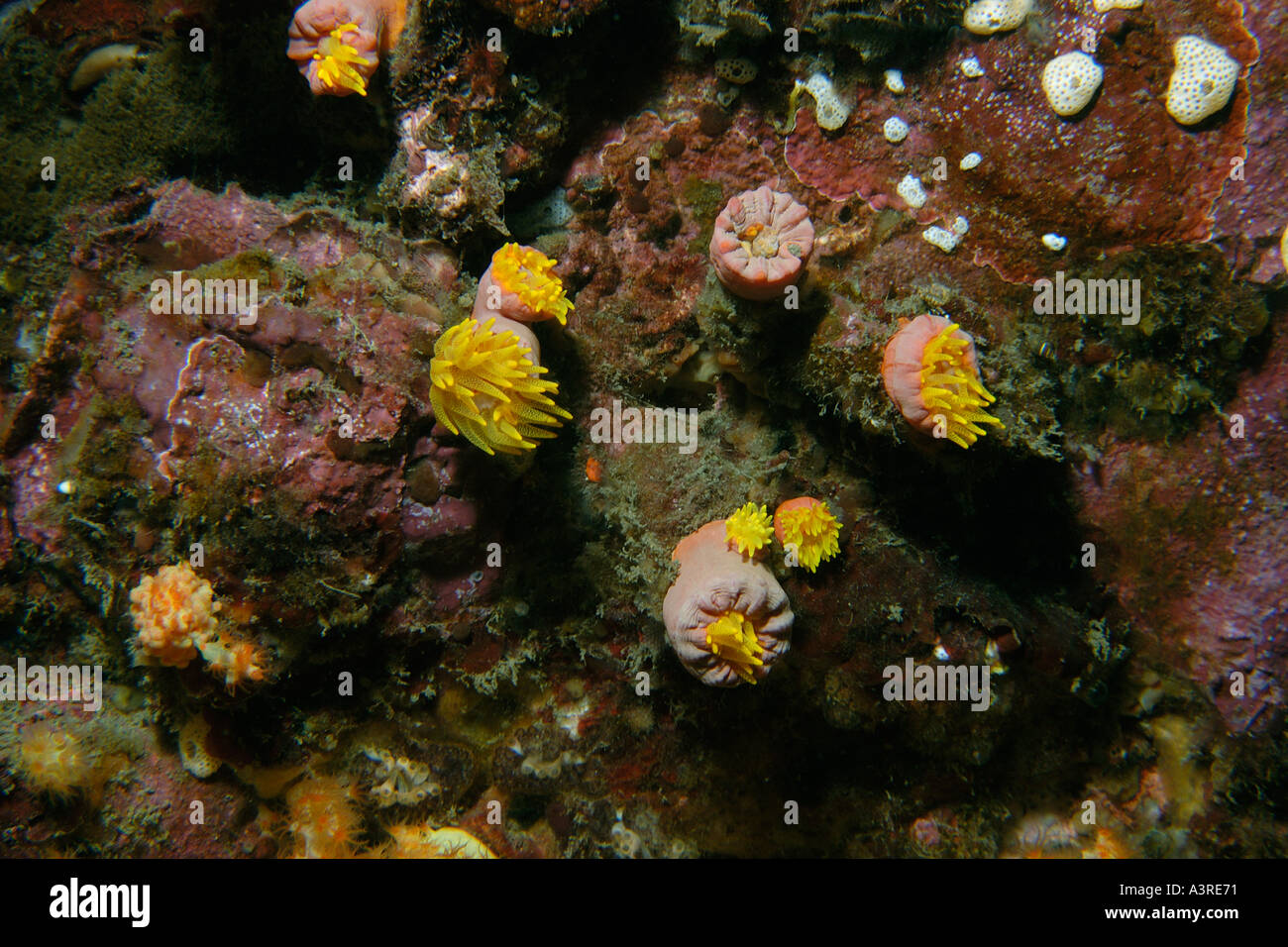 Orange cup coral Tubastrea aurea Munsom isola Jeju fare corea del sud est del mare Foto Stock