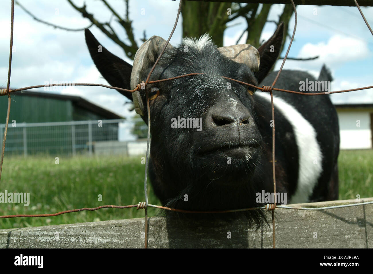 Una testa di capre incorniciato in una recinzione Foto Stock