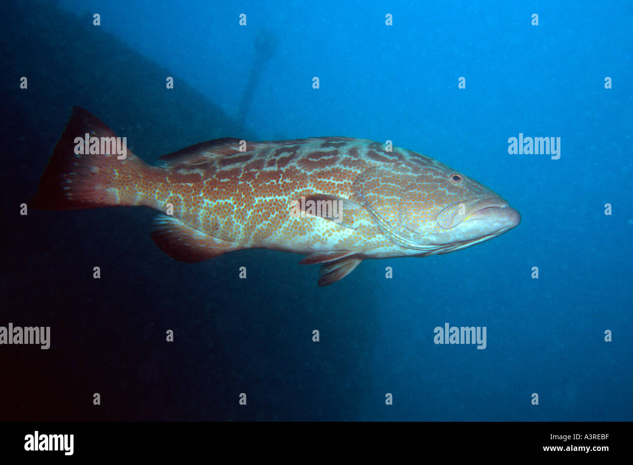 Cernia nera Mycteroperca bonaci Abrolhos National Marine Sanctuary Bahia Brasile del Sud Atlantico Foto Stock