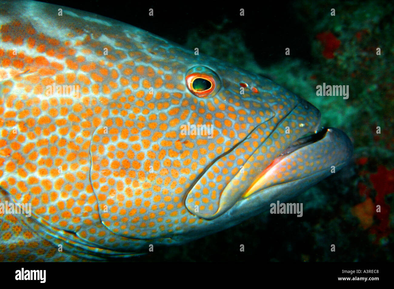 Nero testa raggruppatore dettaglio Mycteroperca bonaci Rosalina naufragio Abrolhos National Marine Sanctuary Bahia Brasile Foto Stock