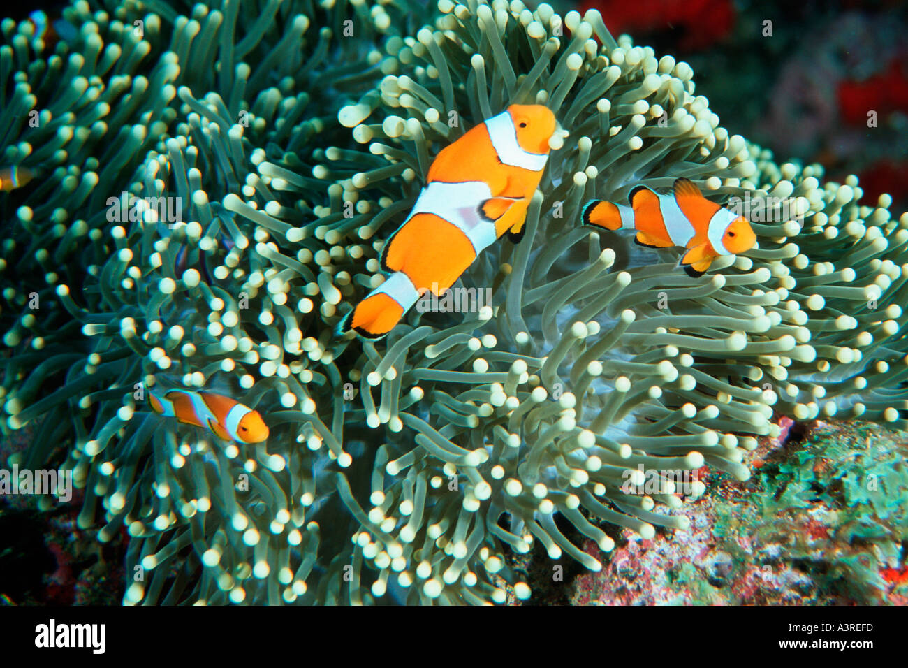 Famiglia di false clown anemonefish Amphiprion ocellaris cercano rifugio nella anemone marittimo Isole Similan santuario della Thailandia Foto Stock