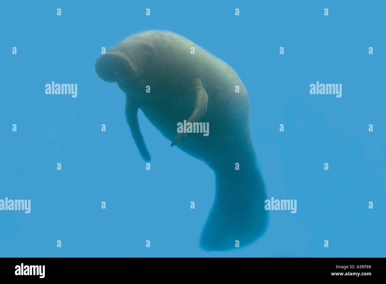 West Indian lamantino Trichecus manatus manatus lamantino conservazione e al centro di ricerca di Itamaracá Pernambuco Brasile Foto Stock