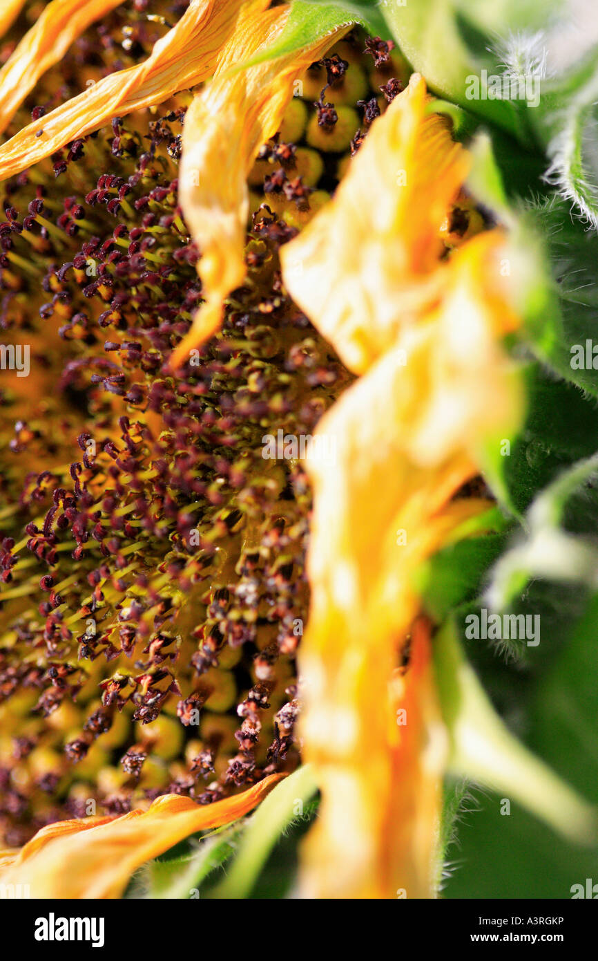 Close up genere girasole Helianthus annuus H Foto Stock