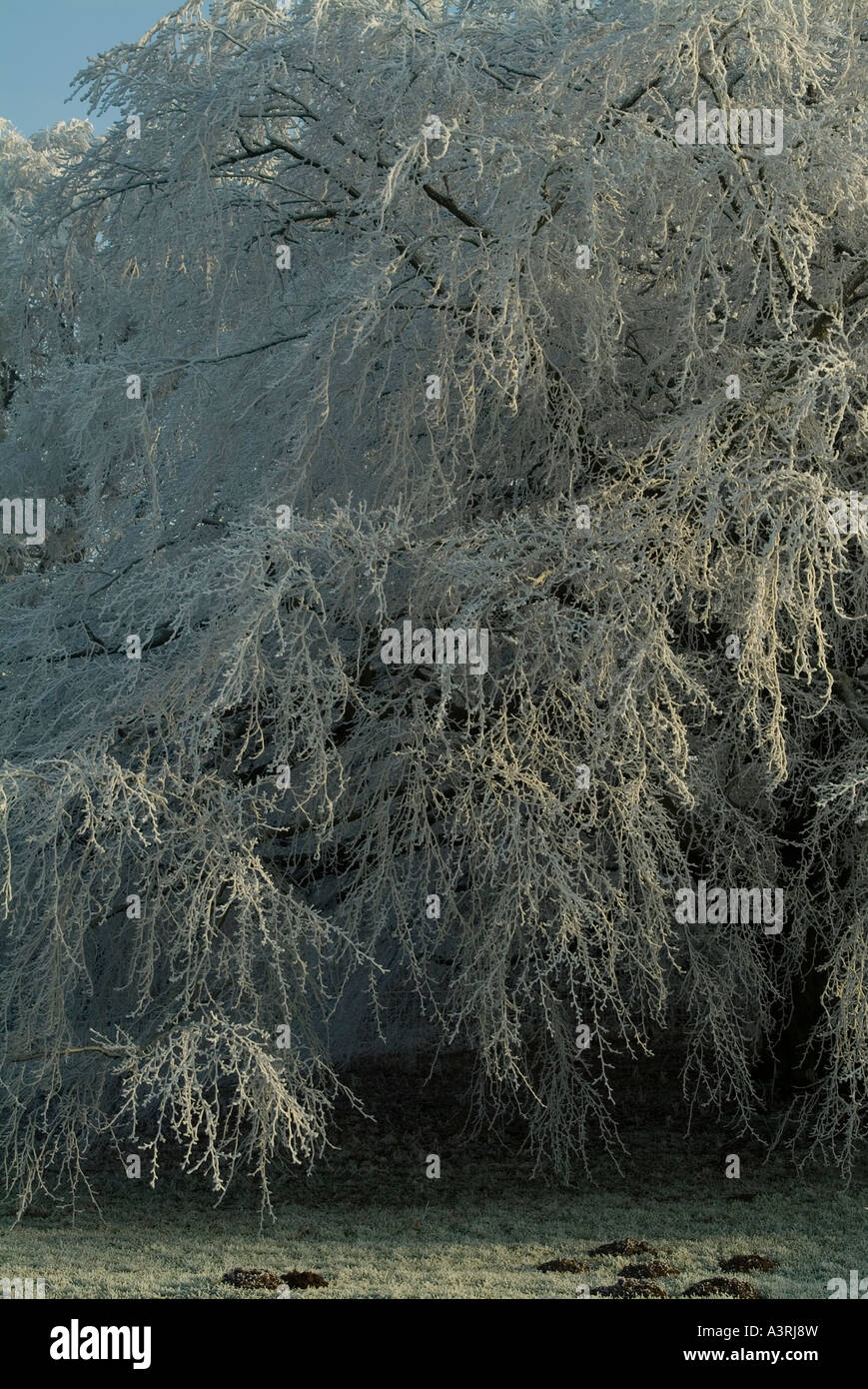 Piange il rame faggio Fagus sylvatica purpurea pendula spolverato in rime frost Foto Stock