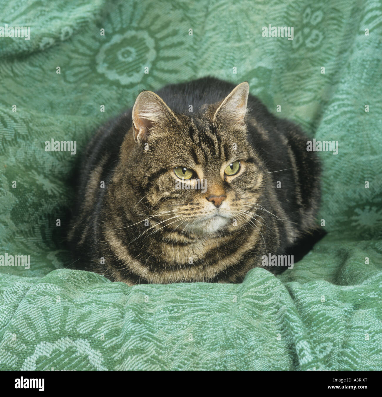 Adulto Tabby Cat su verde Foto Stock