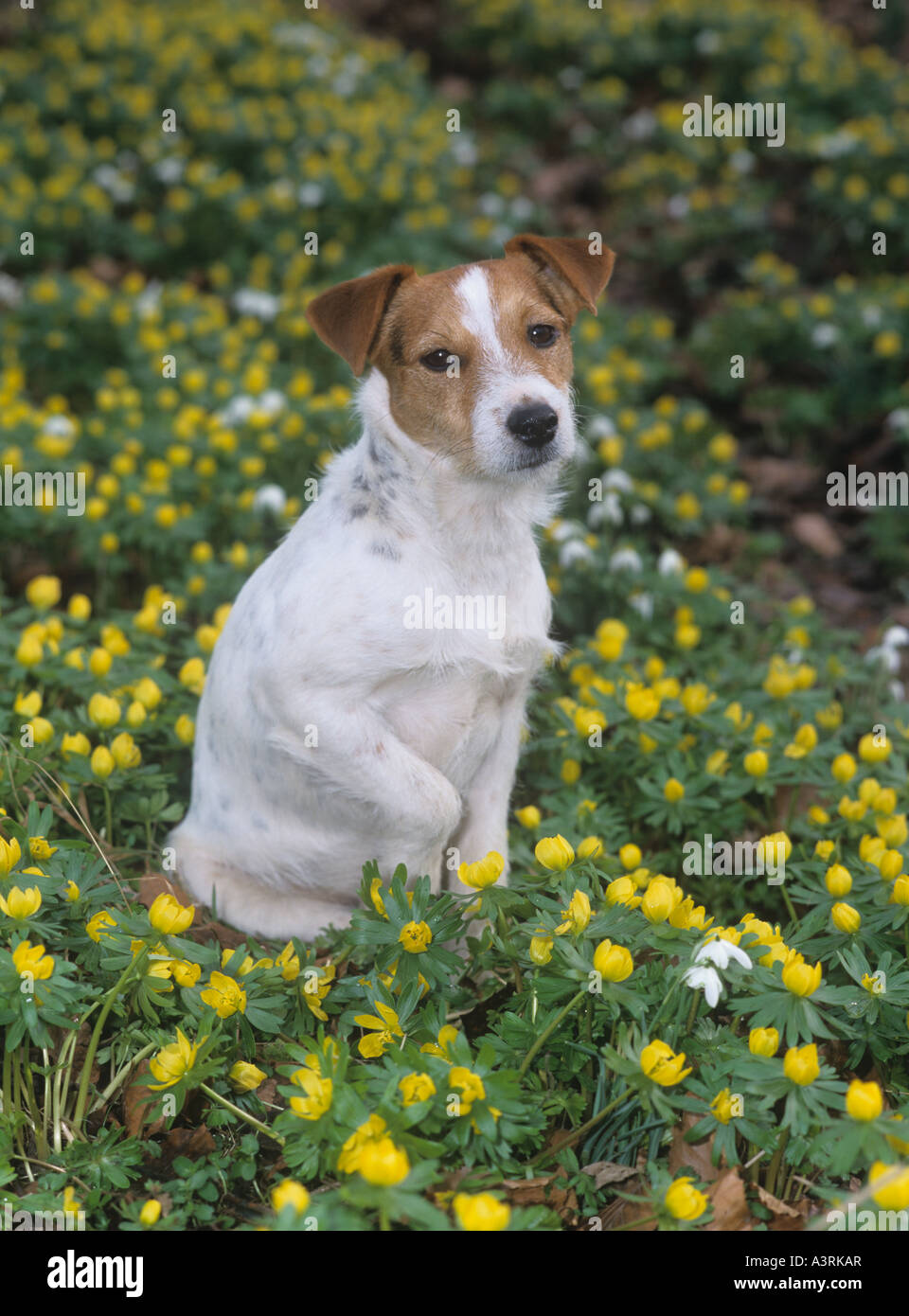 Jack Russell Terrier & Fiori di Primavera Foto Stock