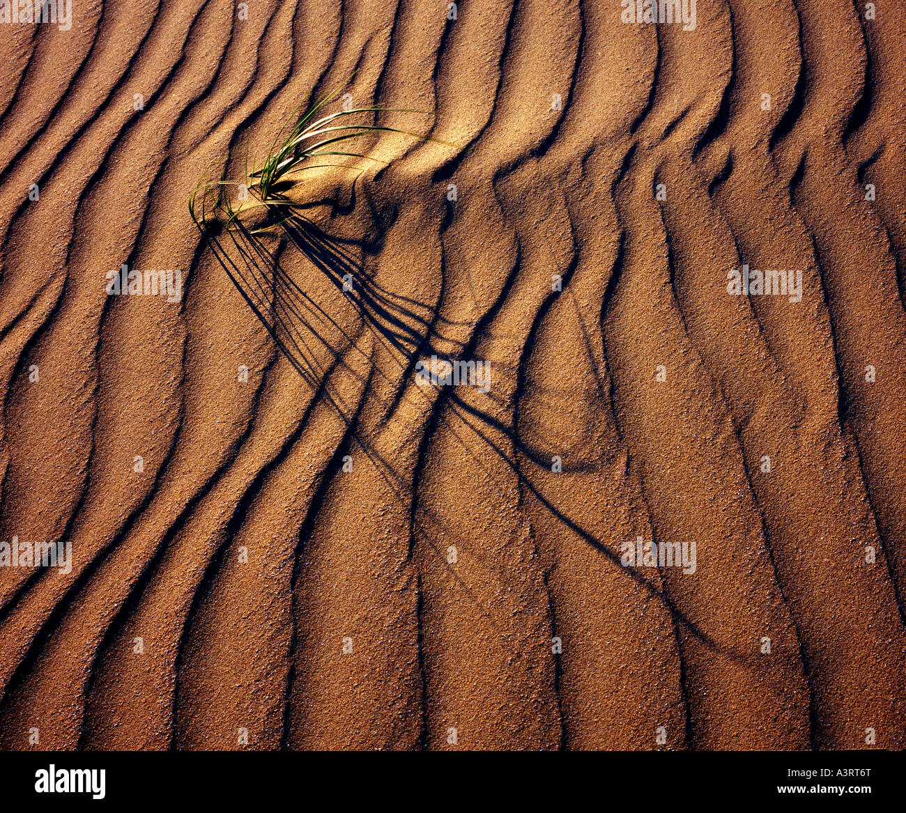 Erba di dune che influenzano il vento increspature realizzato nella sabbia. Foto Stock