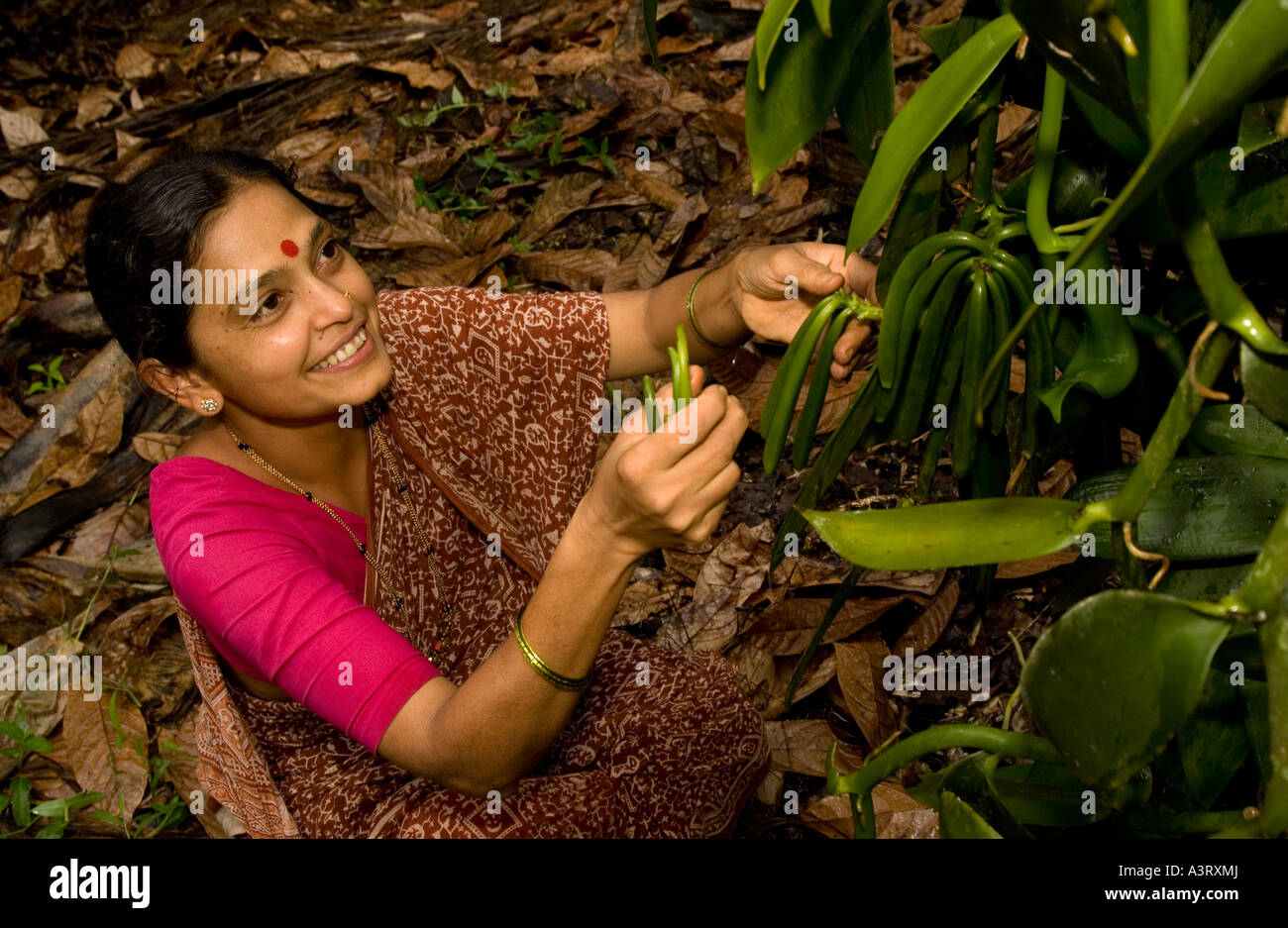 Gli agricoltori di vaniglia la mietitura Fairtrade vaniglia che vendono a gelatiera Ben e Jerrys NEL REGNO UNITO Foto Stock