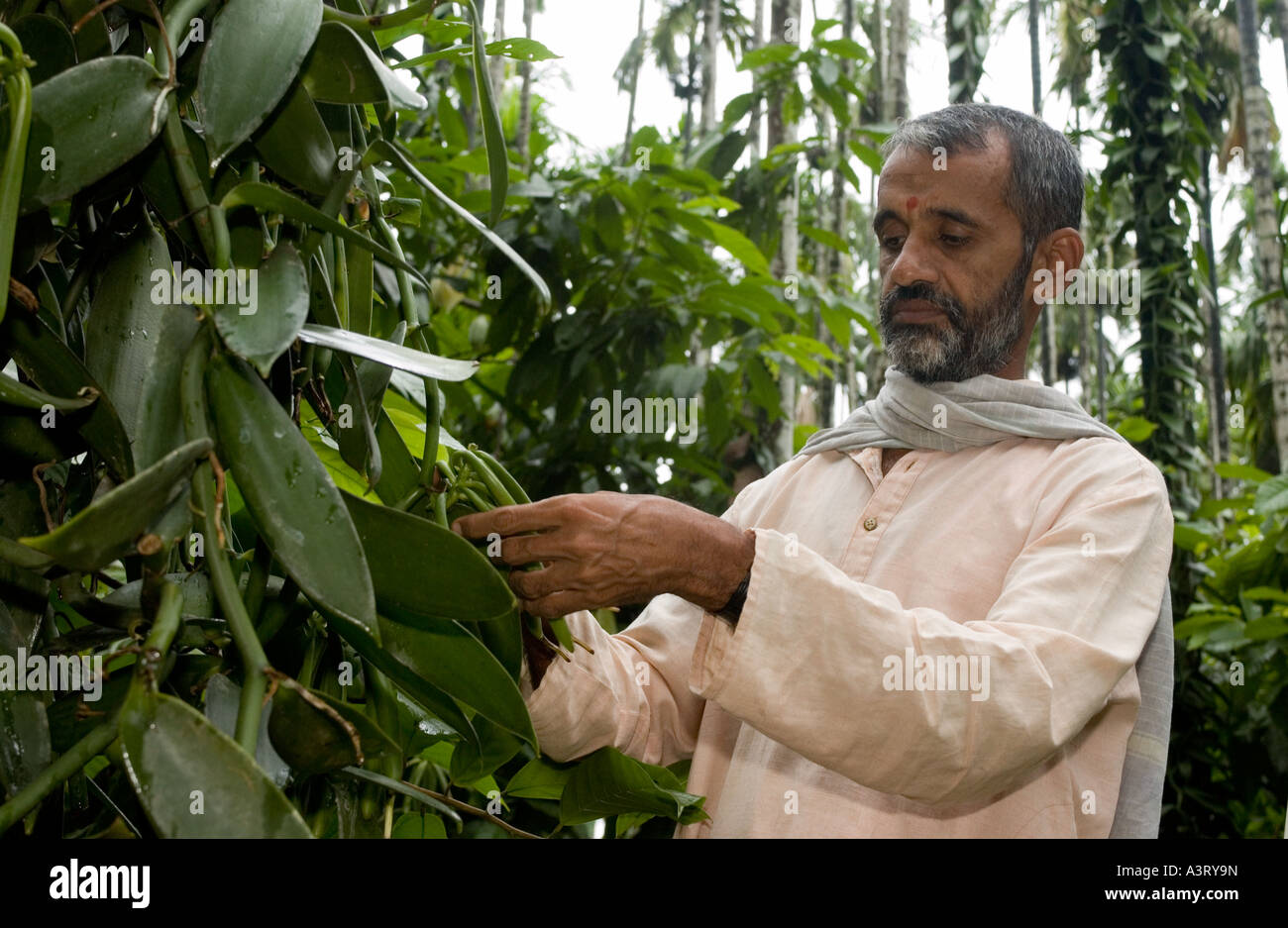 Gli agricoltori di vaniglia la mietitura Fairtrade vaniglia che vendono a gelatiera Ben e Jerrys NEL REGNO UNITO Foto Stock
