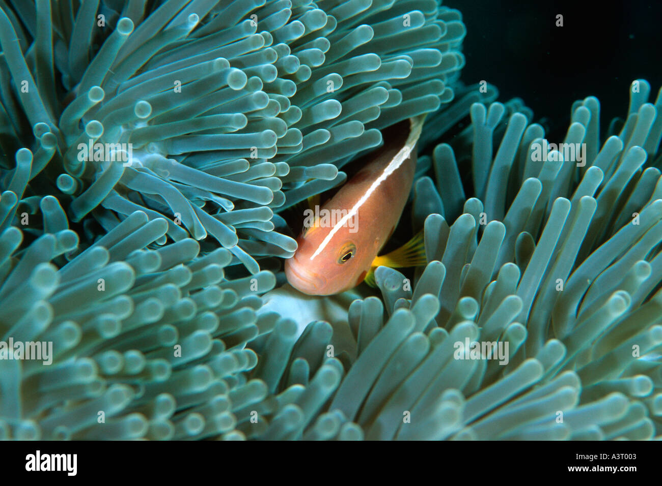 Pink anemonefish Amphiprion perideraion Isole Similan Thailandia Mare delle Andamane Foto Stock