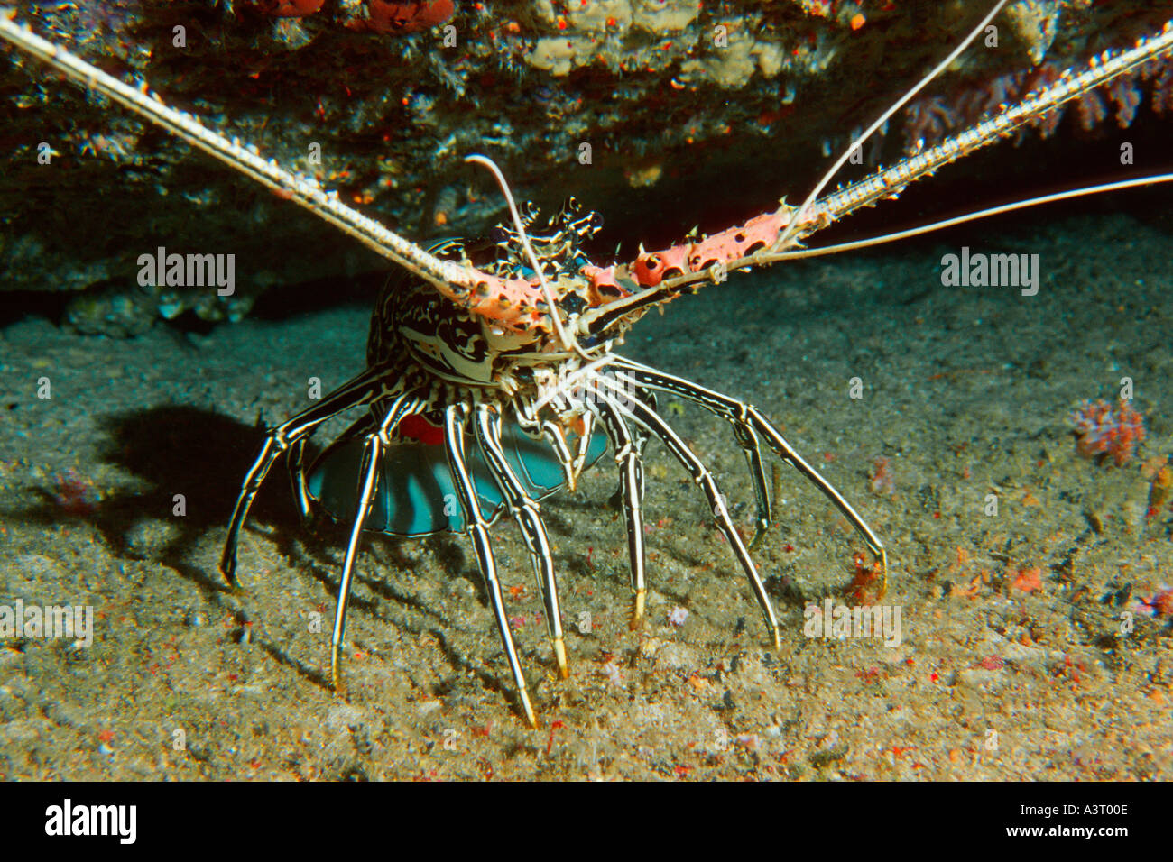 Dipinto di aragoste visualizzazione di comportamento difensivo Panulirus versicolor Isole Similan Marine Sanctuary Thailandia Mare delle Andamane Foto Stock