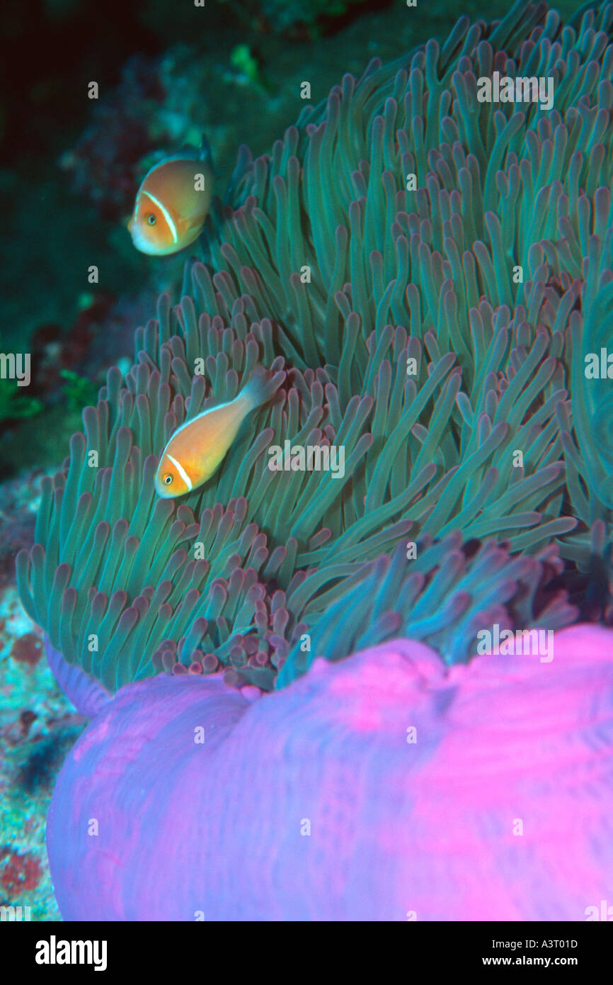 Pink anemonefish su anemone marittimo Amphiprion periderion Rongelap Isole Marshall del Pacifico del Nord Foto Stock