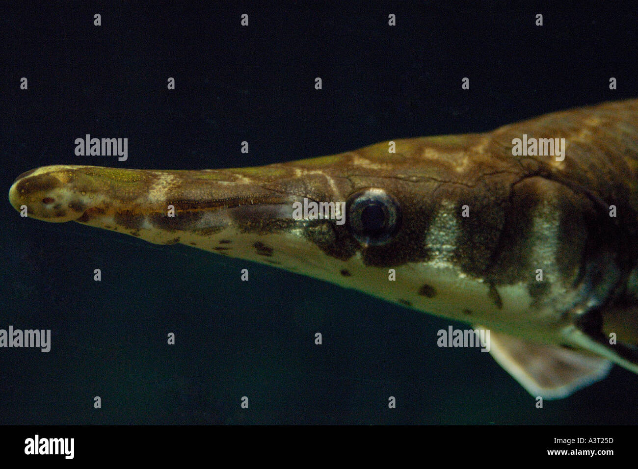 Shortnose gar Lepisosteus platostomus primitiva di pesci di acqua dolce che avviene naturalmente nel Mississippi river basin USA Foto Stock