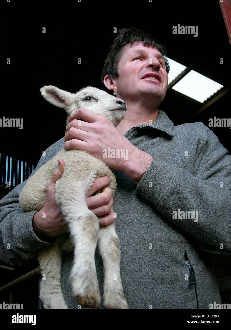 Welsh farmer holding agnello neonato in agriturismo vicino a Aberystwyth Ceredigion REGNO UNITO GALLES Foto Stock