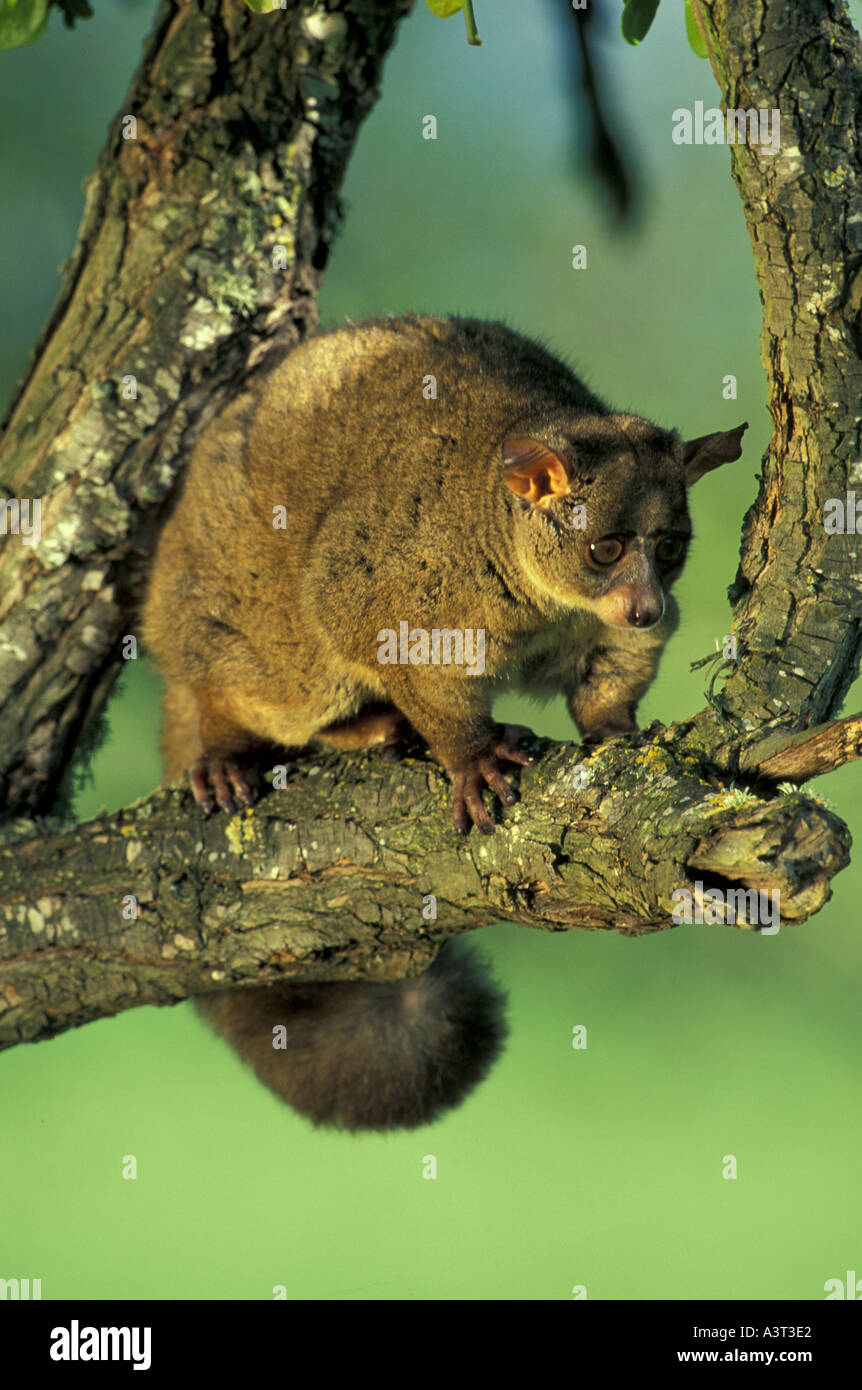 Mammifero GALAGO maggiore Foto Stock