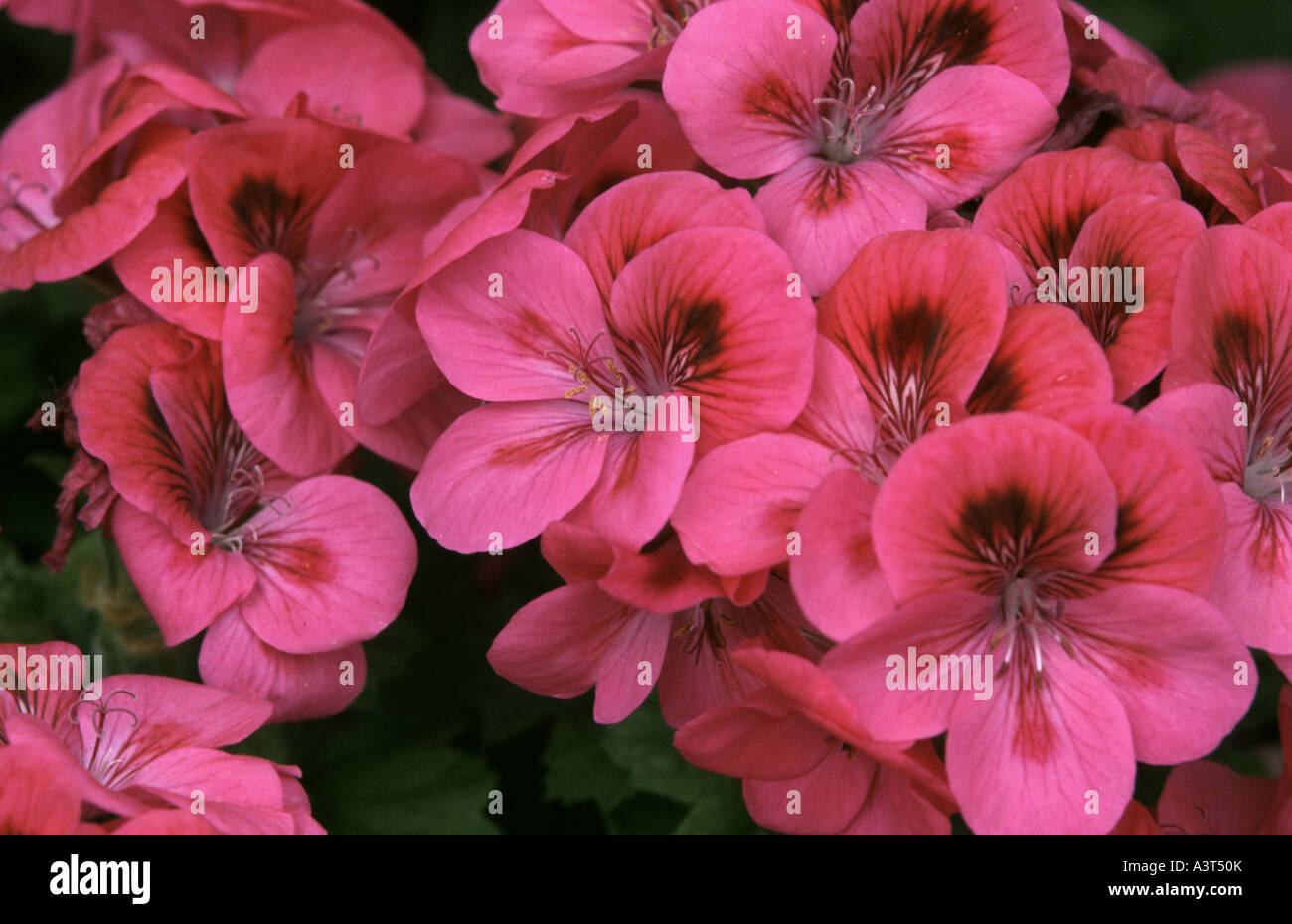 Regal geranio (Pelargonium domesticum, Pelargonium x domesticum), fiori  Foto stock - Alamy
