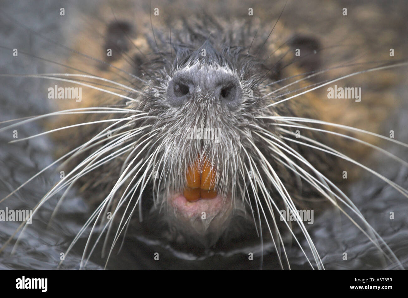 Coypu, nutria (Myocastor coypus), ritratto Foto Stock