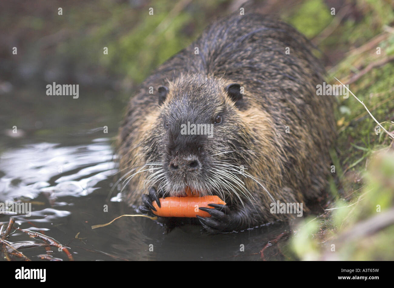 Coypu, nutria (Myocastor coypus), gnowing una carota Foto Stock