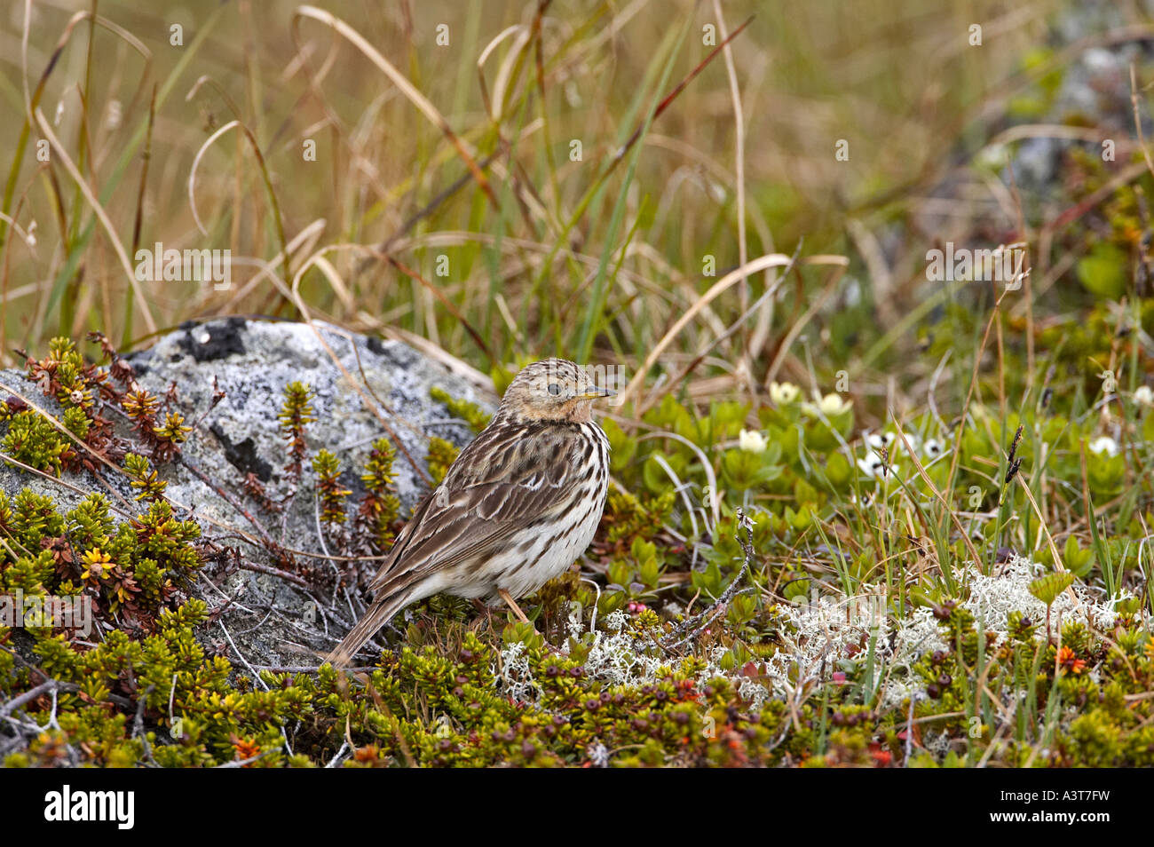 Rosso-throated pitpit (Anthus cervinus), seduta, Norvegia Foto Stock