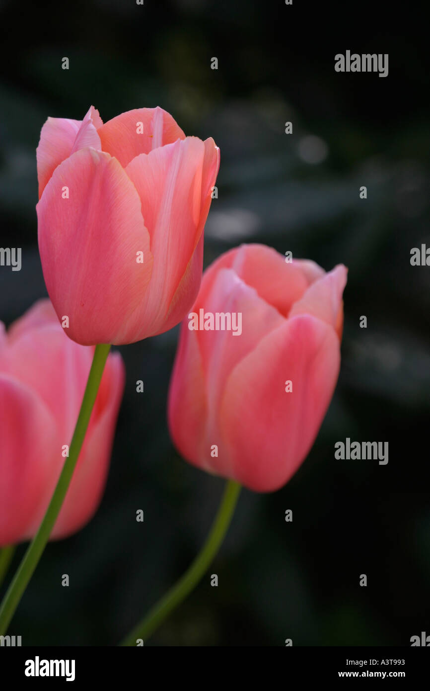 Tulipani rosa Foto Stock