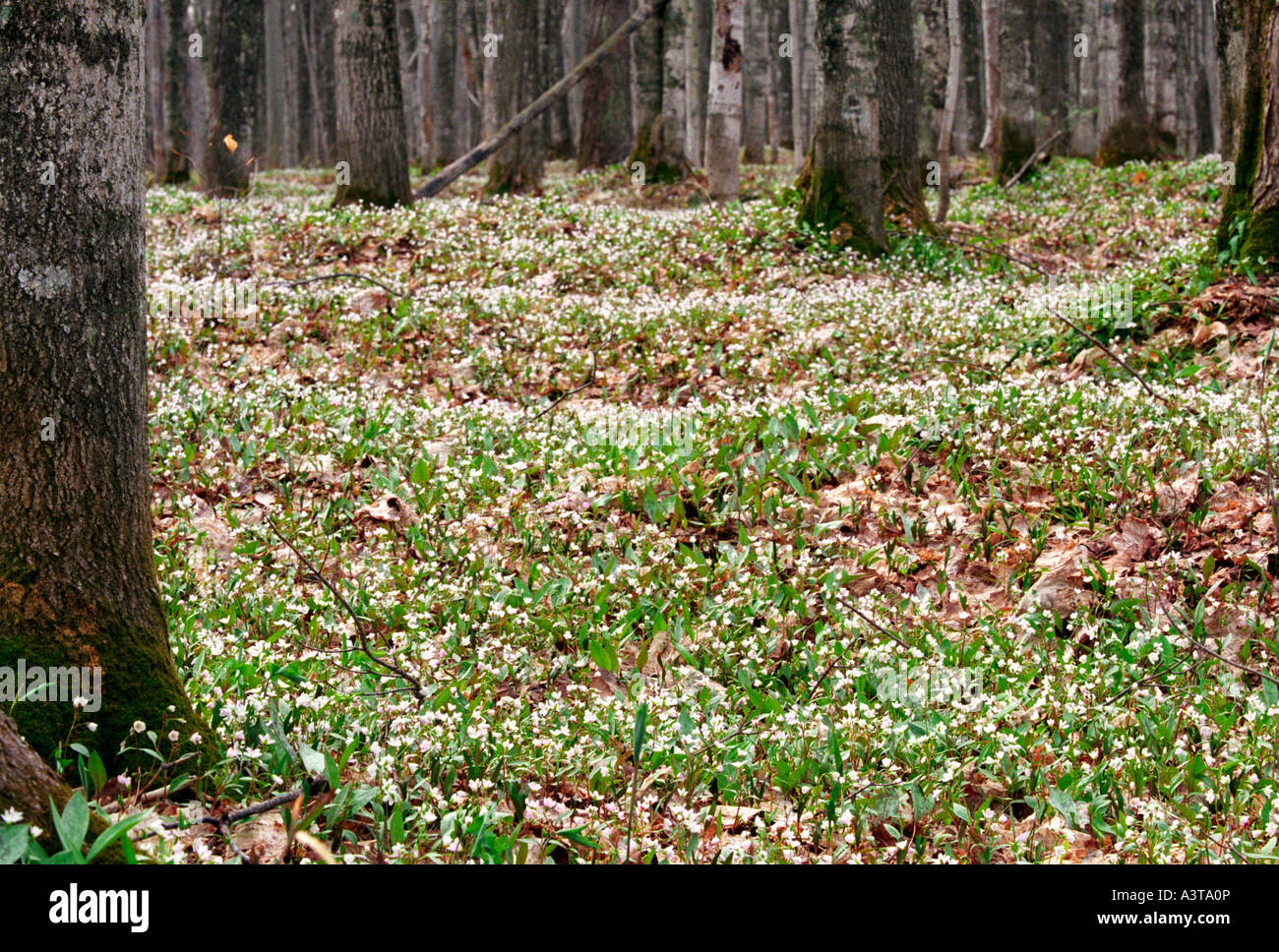 Molla coperta di fiori di campo il suolo della foresta a ridere coregoni cade membro SCENIC sito nelle vicinanze di SUNDELL MICHIGAN Foto Stock