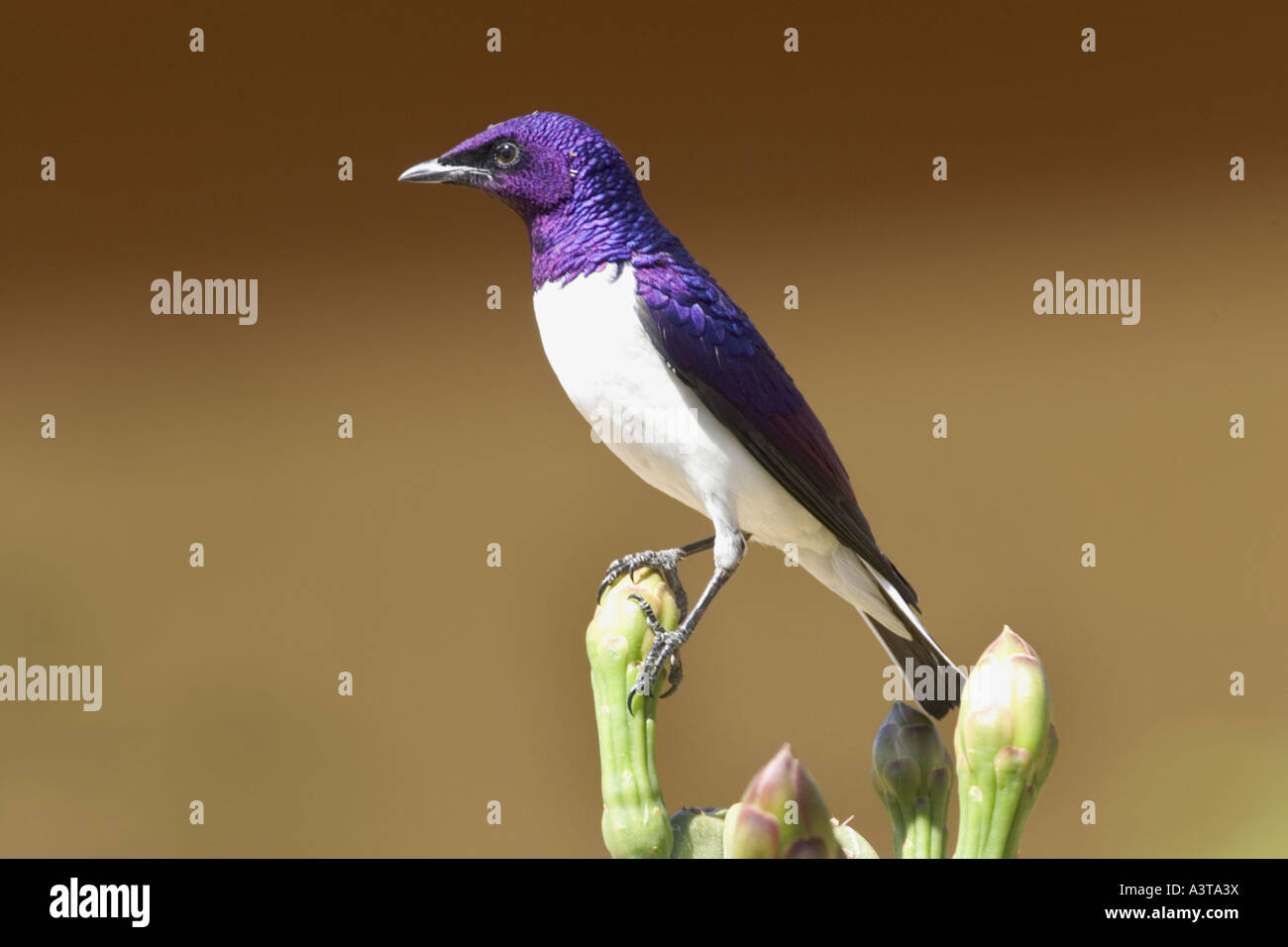 Violetta starling (Cinnyricinclus leucogaster), maschio, Namibia Foto Stock