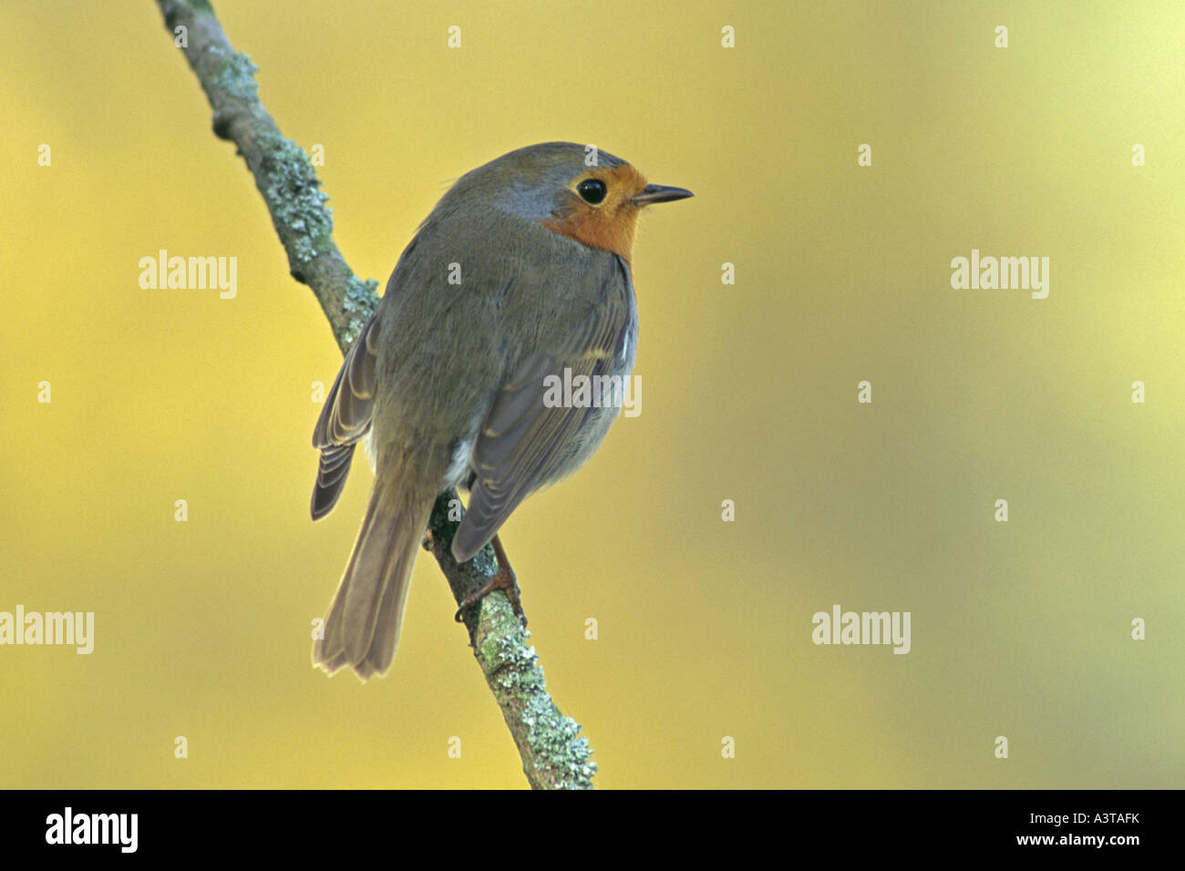 Unione robin (Erithacus rubecula), seduto su un ramo, in Germania, in Renania settentrionale-Vestfalia Foto Stock Unione robin (Erithacus rubecula), seduto su un ramo, in Germania, in Renania settentrionale-Vestfalia Foto Stock