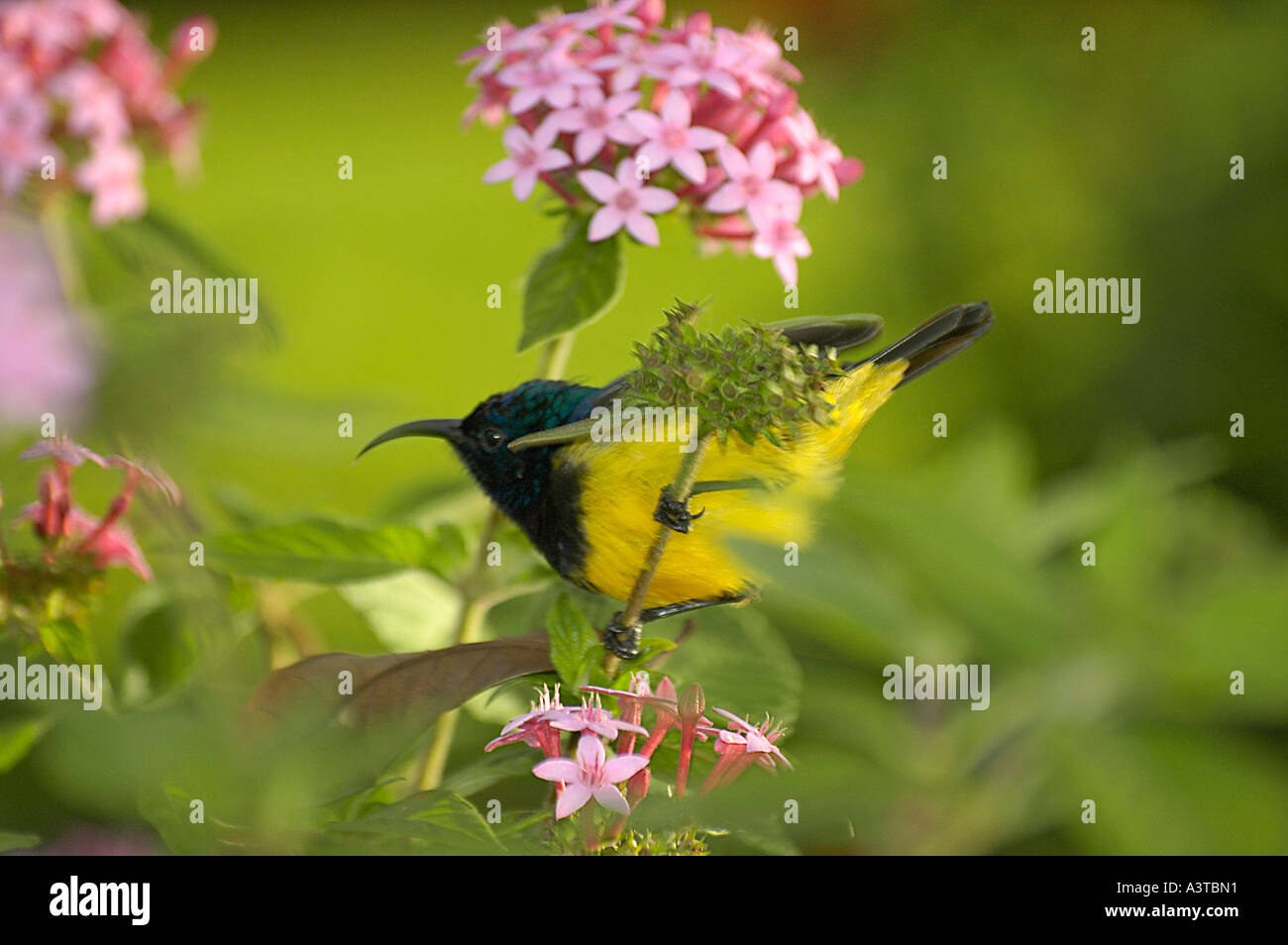 Ventre giallo Sunbird Cinnyris venustus falkensteini fiori rosa altipiani orientali dello Zimbabwe Africa Foto Stock