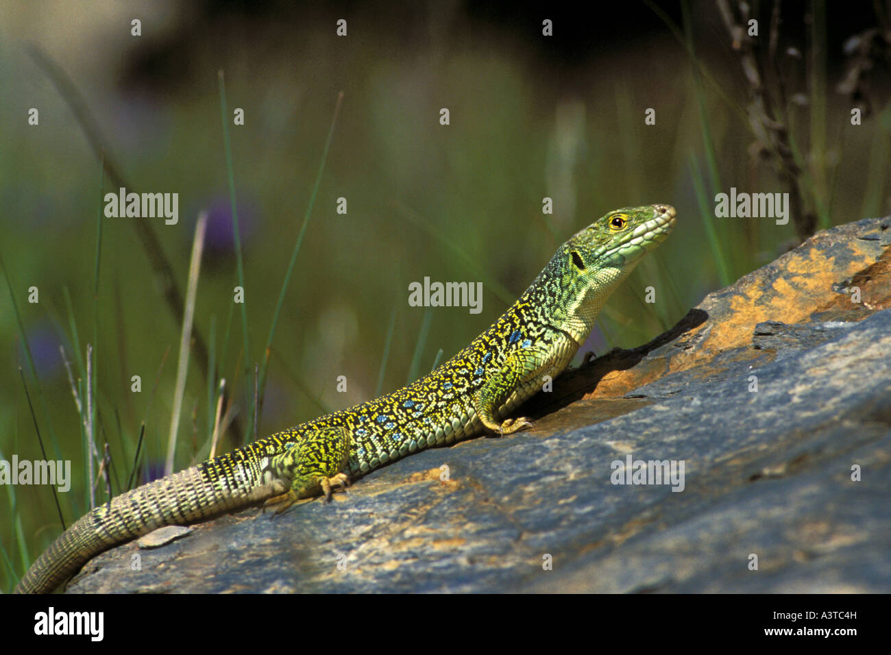Ocellated lizard, ocellated ramarro, eyed lizard, jewelled lizard (Lacerta lepida), il Portogallo, la Madera Foto Stock
