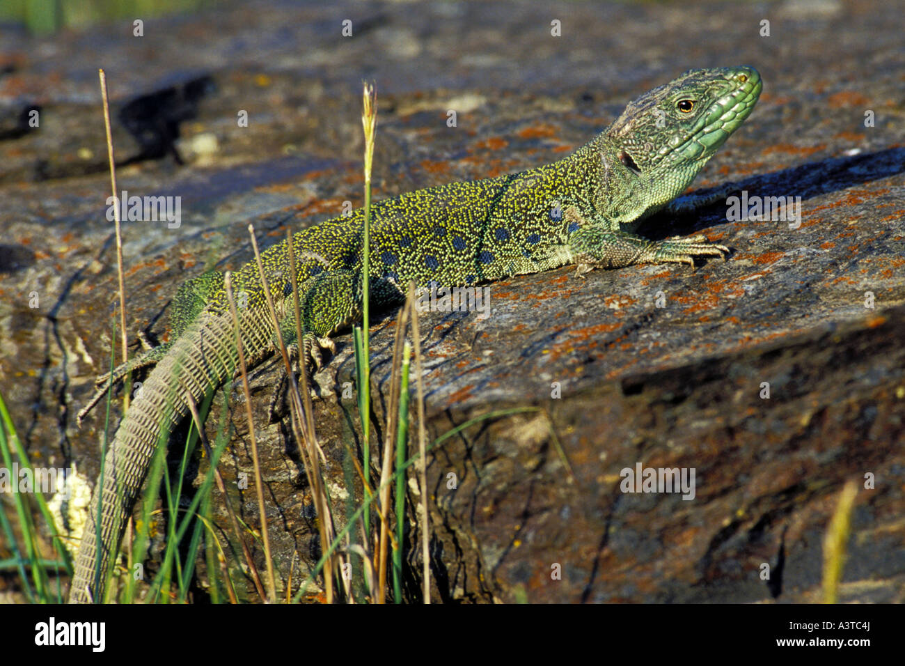 Ocellated lizard, ocellated ramarro, eyed lizard, jewelled lizard (Lacerta lepida), il Portogallo, la Madera Foto Stock