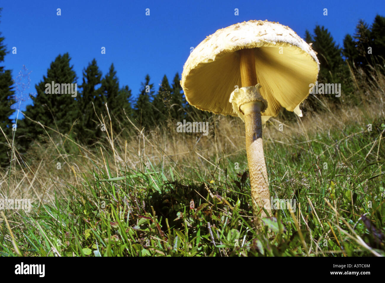 Parasol (Macrolepiota procera, Lepiotia procera), corpo fruttifero in un prato, Europa Foto Stock