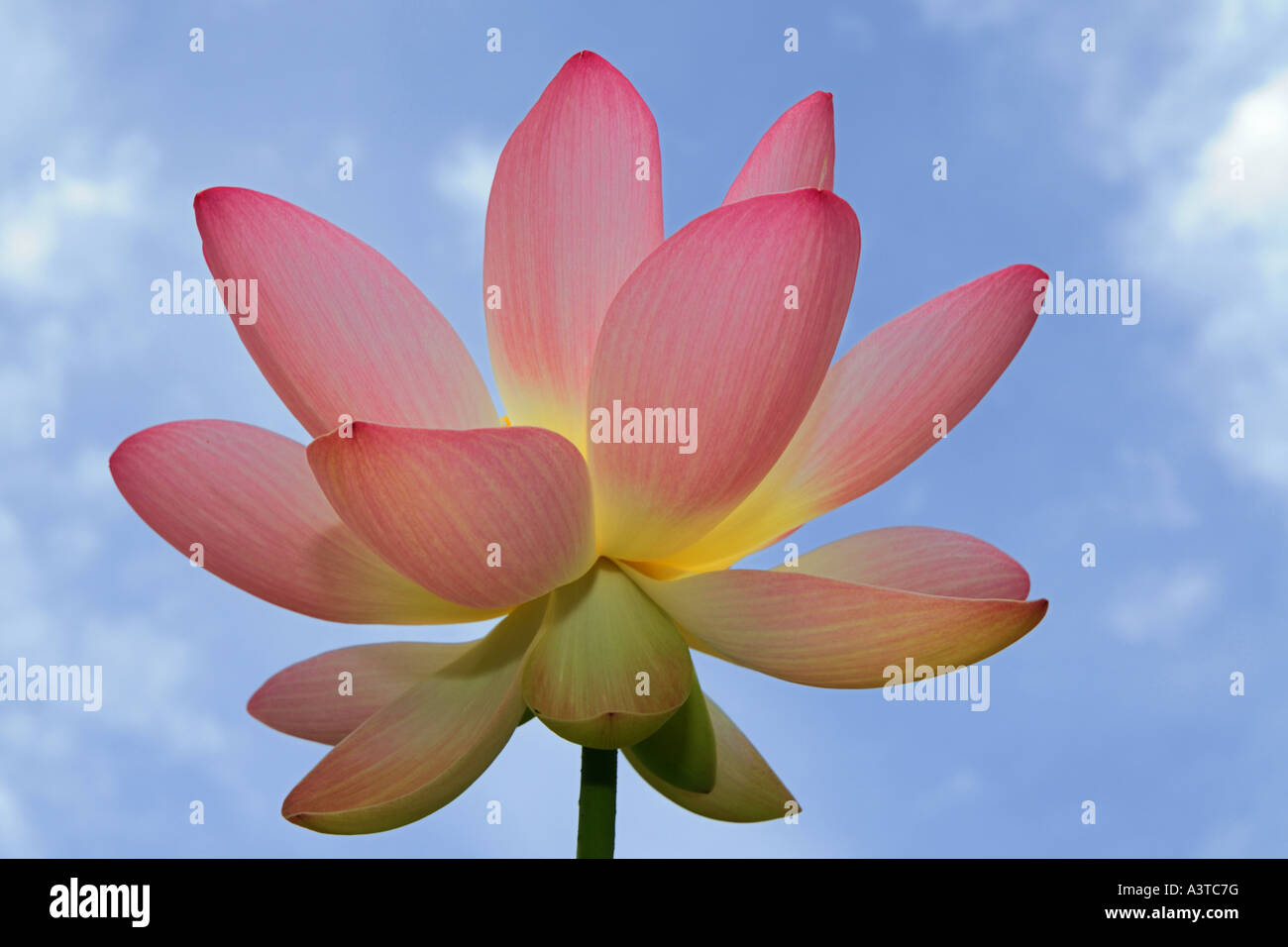 East Indian lotus (Nelumbo nucifera), fiore contro il cielo nuvoloso Foto Stock