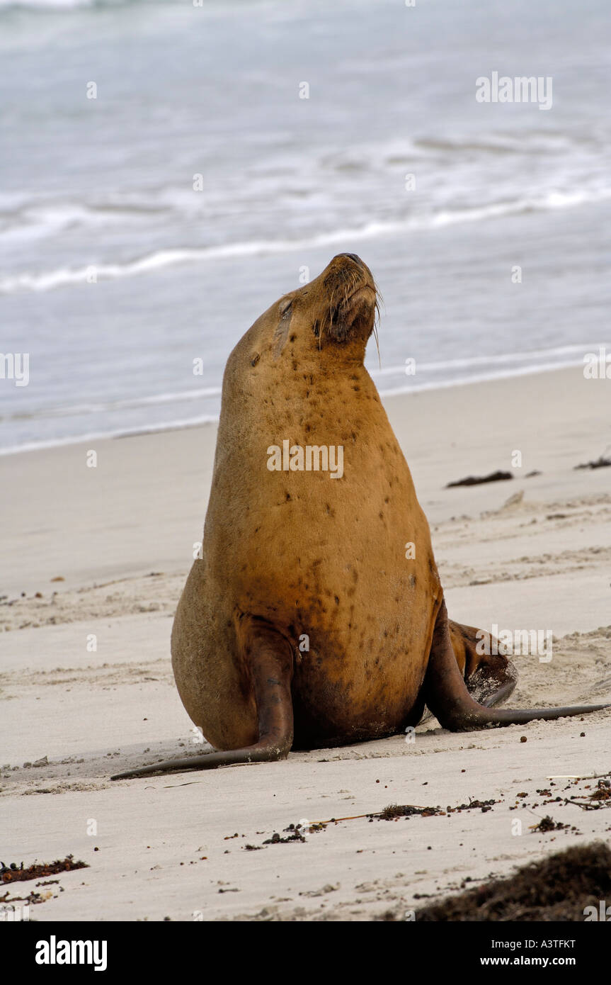 Australia sealion, Neophoca cinerea, Kangaroo Island, southaustralia, australia Foto Stock