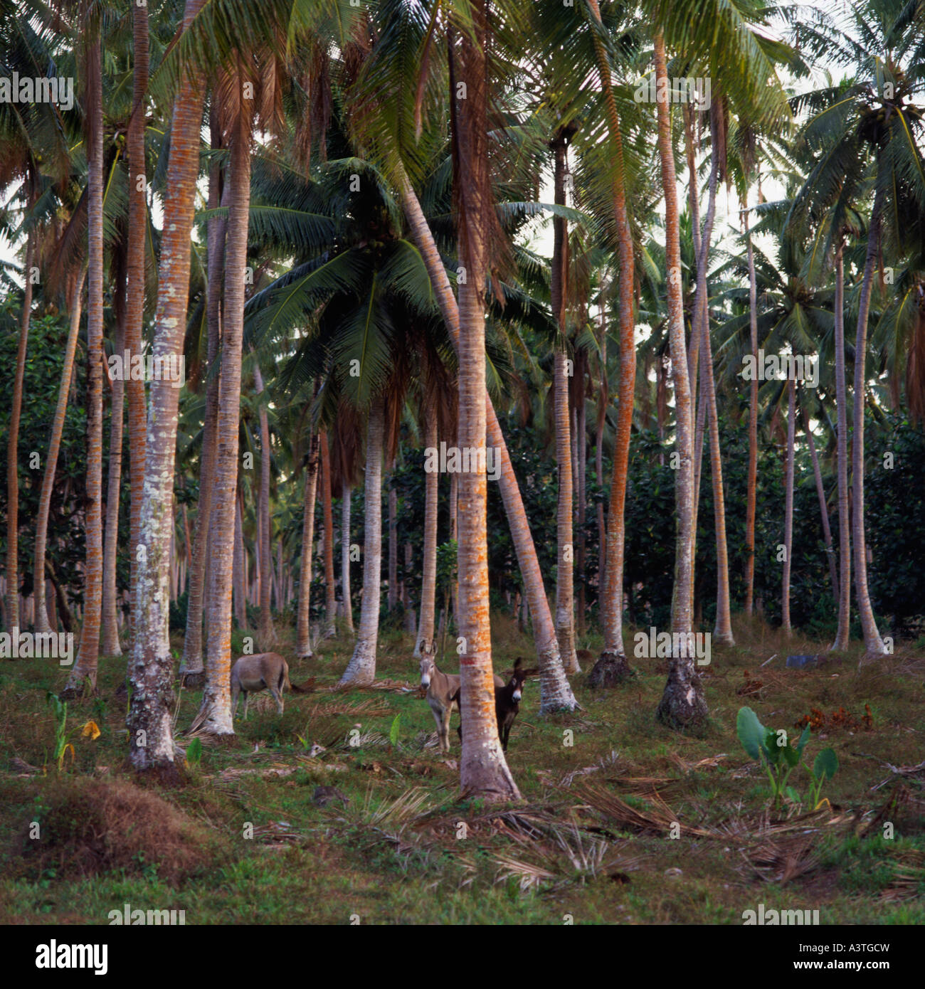La piantagione di palme con due asini guardando la fotocamera da dietro di albero in primo piano sull'Isola Upolu Samoa occidentale Foto Stock