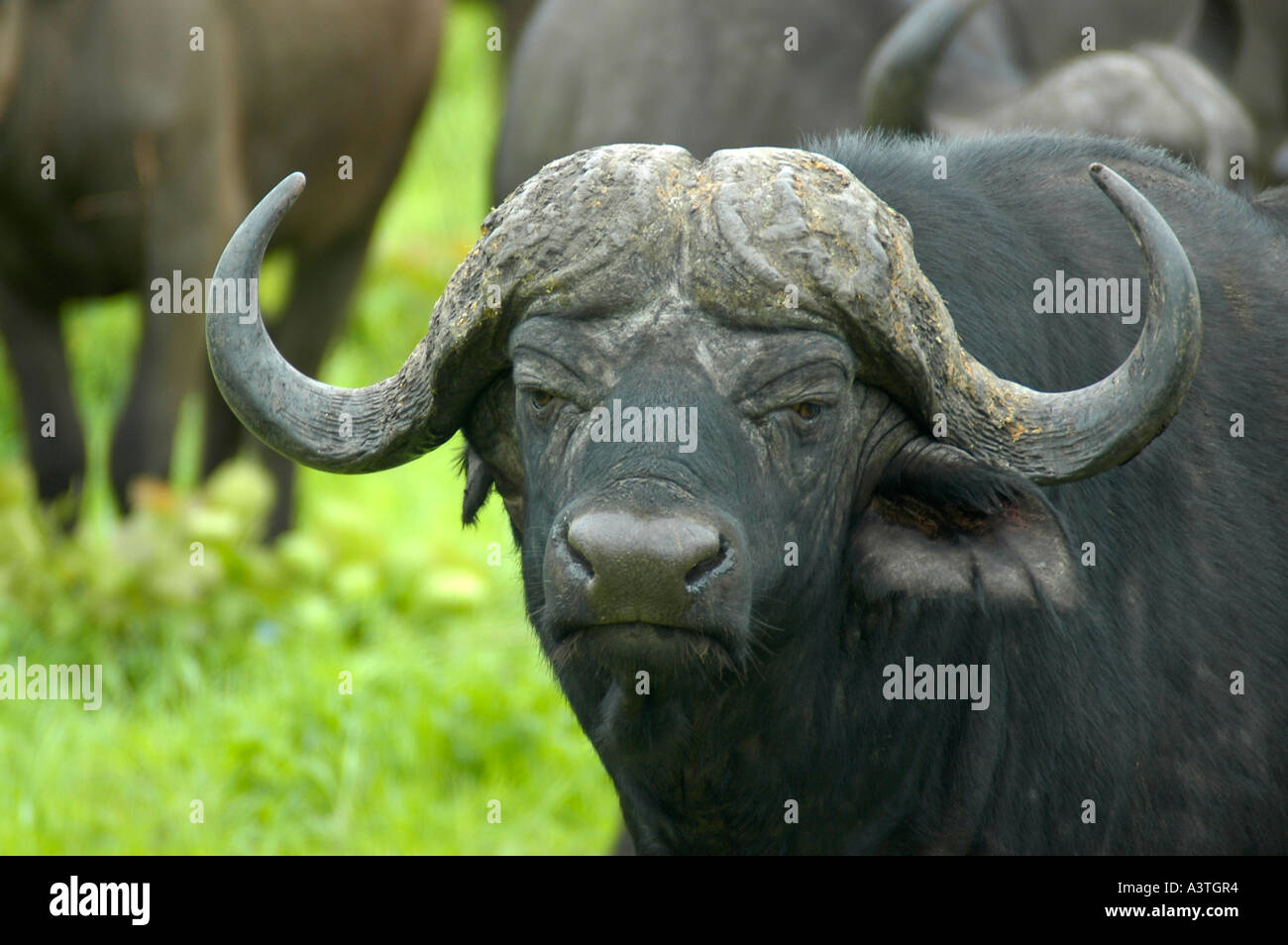 Cheeky buffalo bull protegge il suo allevamento nel Parco di Kruger Sud Africa egli è estremamente potente e combattivo Foto Stock
