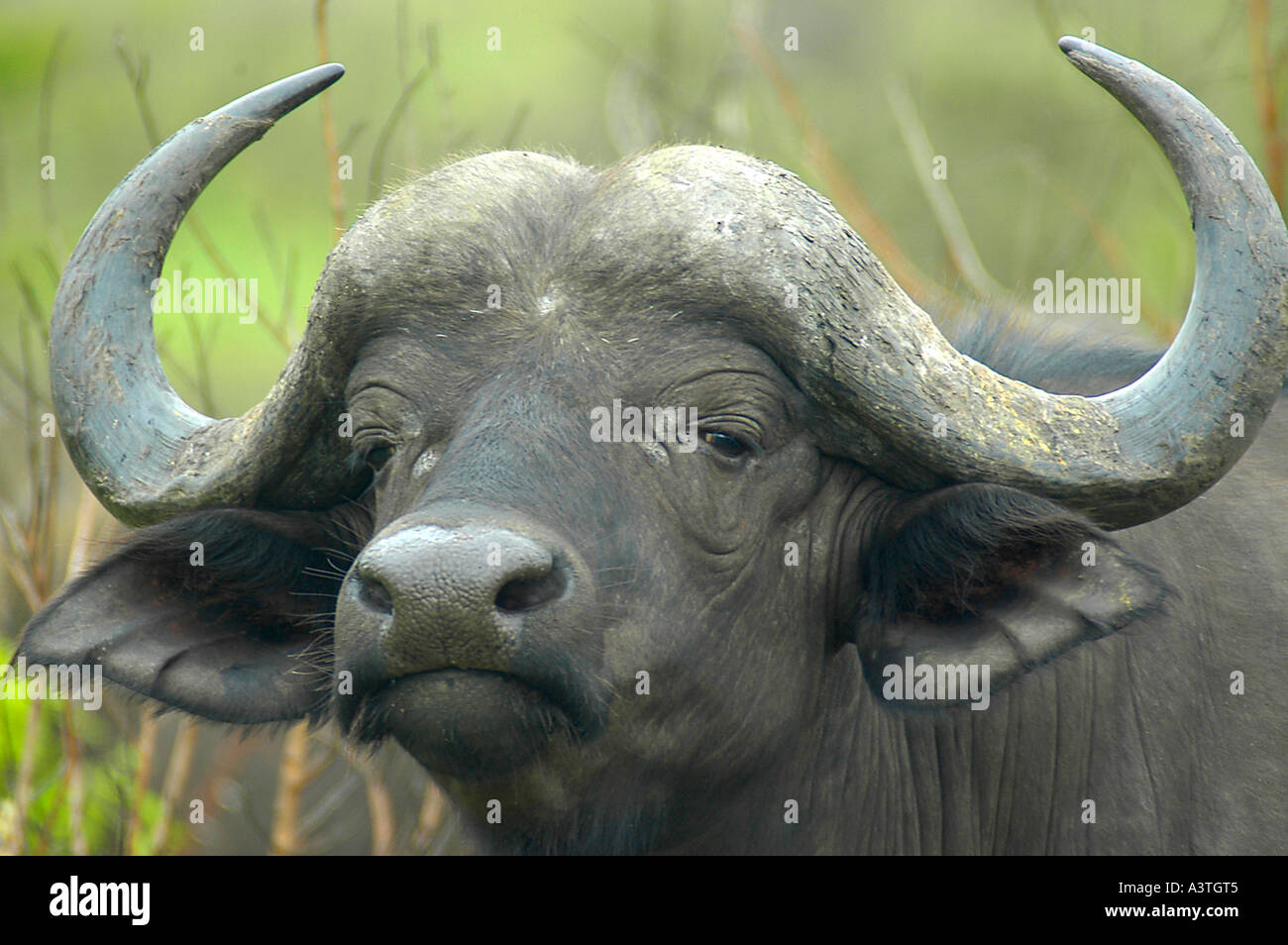 Cheeky buffalo bull eying la telecamera questi animali sono estremamente pericolose e combattivo quando disturbato Foto Stock