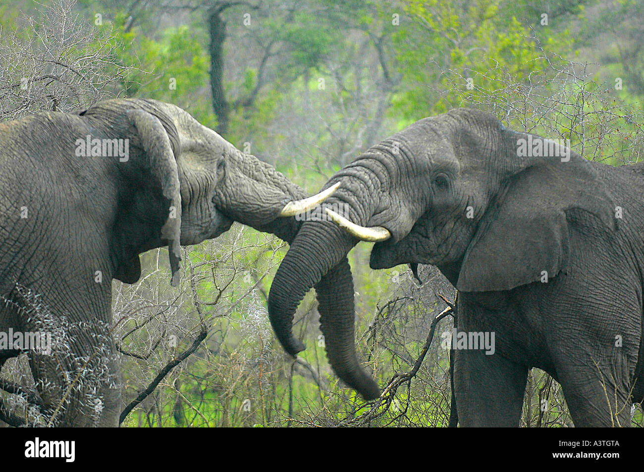 Elephant i tori di combattimento sotto la pioggia per determinare una posizione dominante gerarchia tra di loro Foto Stock