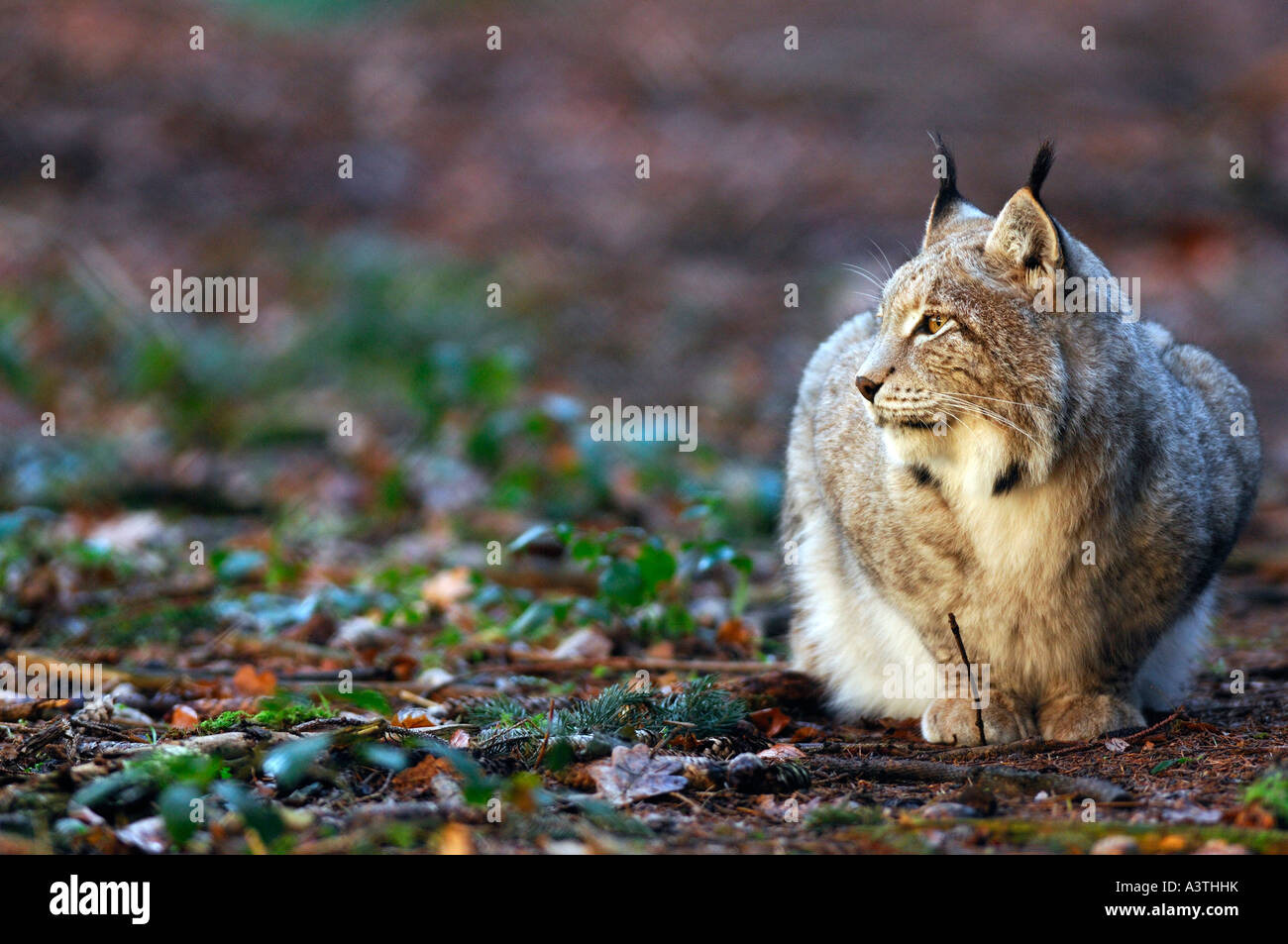 Lynx seduto per terra un guardando a sinistra Foto Stock
