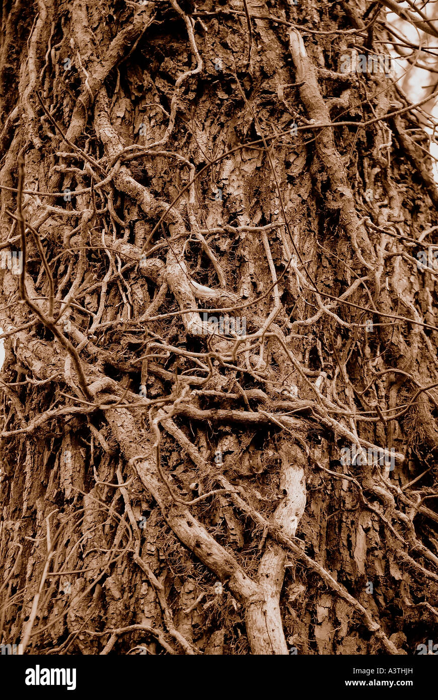 Poison Ivy si arrampica su willow tree Foto Stock