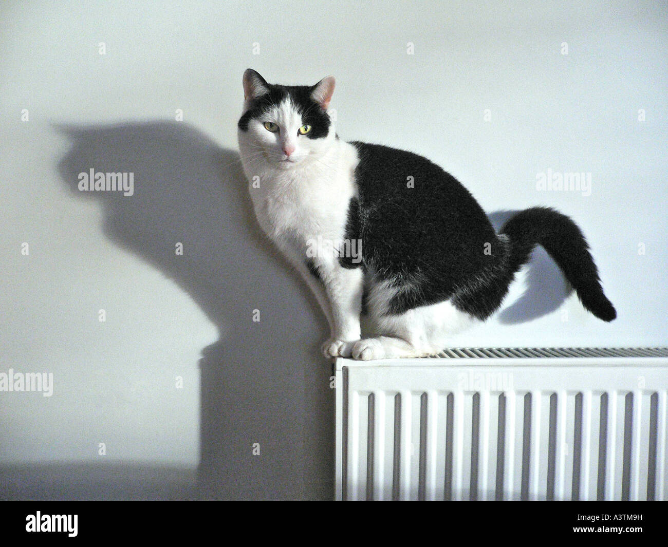 'Non-pedigree' 'bianco e nero' gatto femmina seduto su un radiatore interno getta un' ombra Wiltshire, Inghilterra UK UE Foto Stock