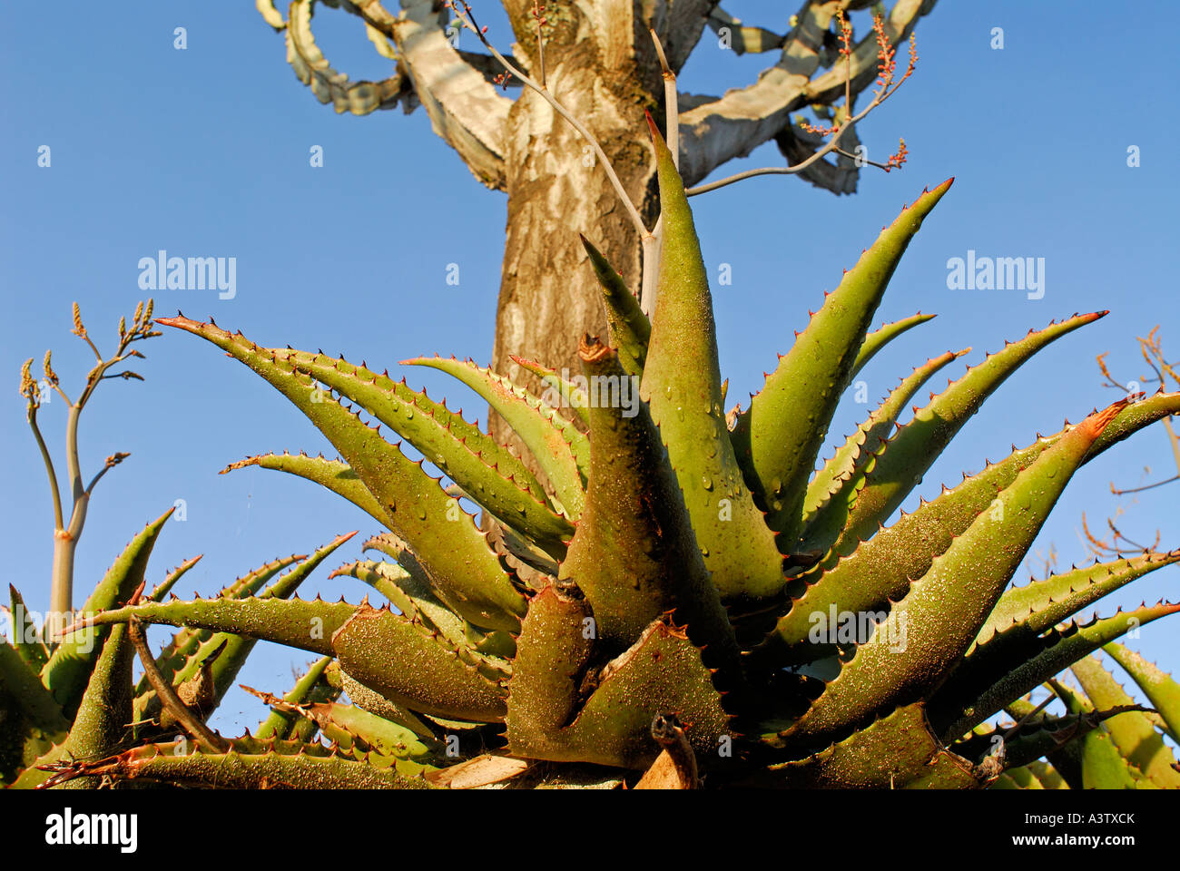 Cactus e piante grasse di Hell s Gate National Park in Kenya Foto Stock