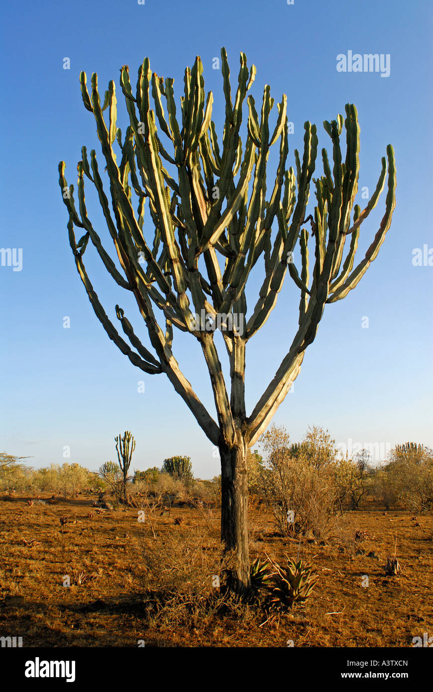 Cactus e piante grasse di Hell s Gate National Park in Kenya Foto Stock