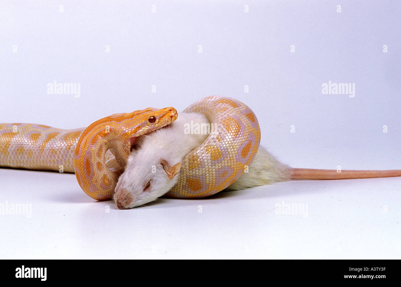 Albino Burmese Python Python molurus bivittatus deglutizione rat Foto Stock