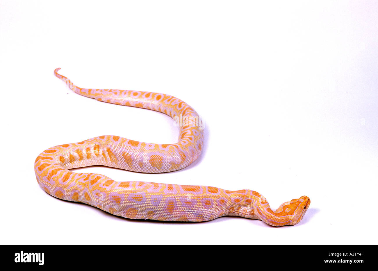 Albino Burmese Python Python molurus bivittatus digerire rat Foto Stock