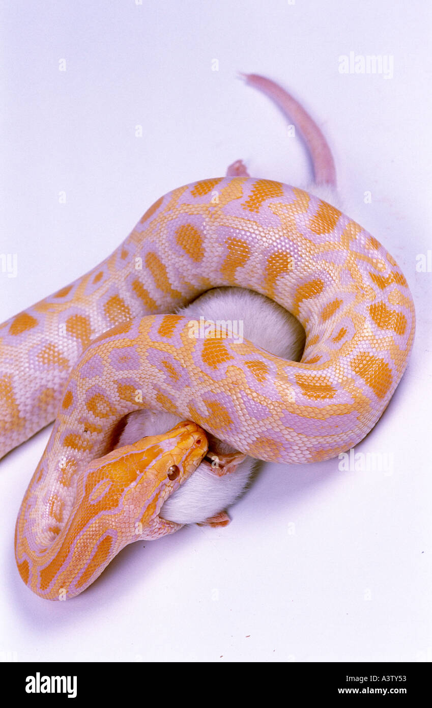 Albino Burmese Python Python molurus bivittatus deglutizione rat Foto Stock