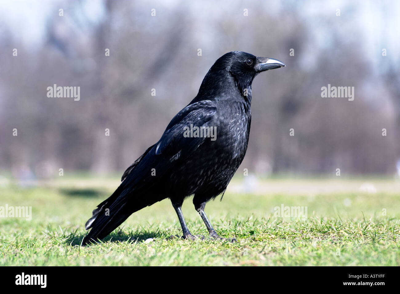 Crow Foto Stock