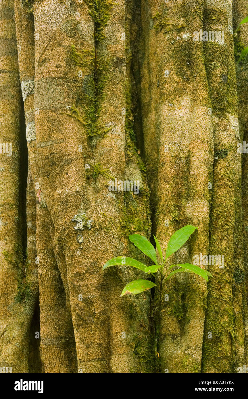 Piantine germogli sul tronco di Strangler Fig Tree, area di Cana, Parco Nazionale del Darién, Panama Foto Stock