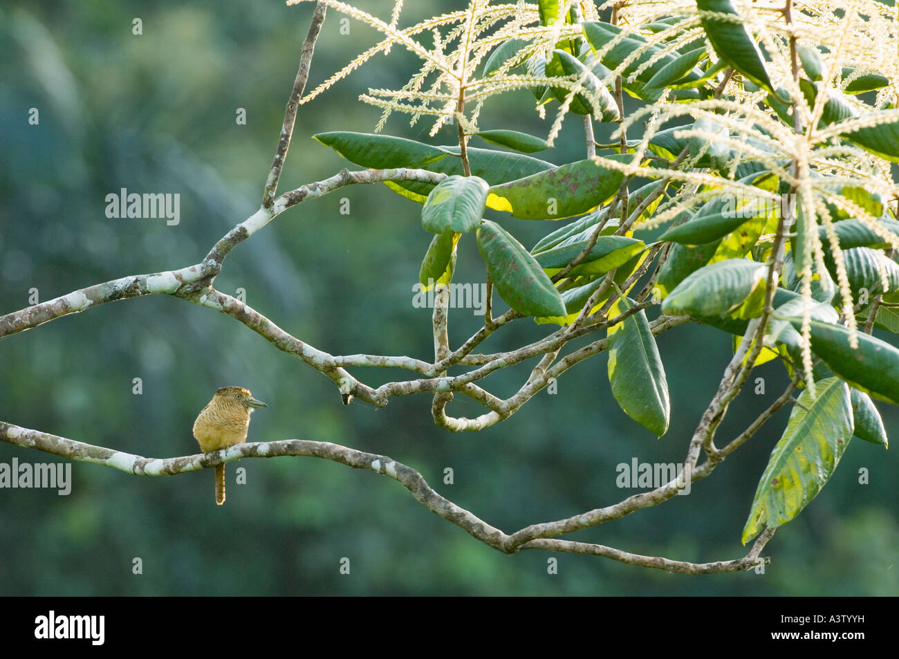 Bloccate Puffbird, (Nystalus radiatus), area di Cana, Parco Nazionale del Darién PANAMA Foto Stock